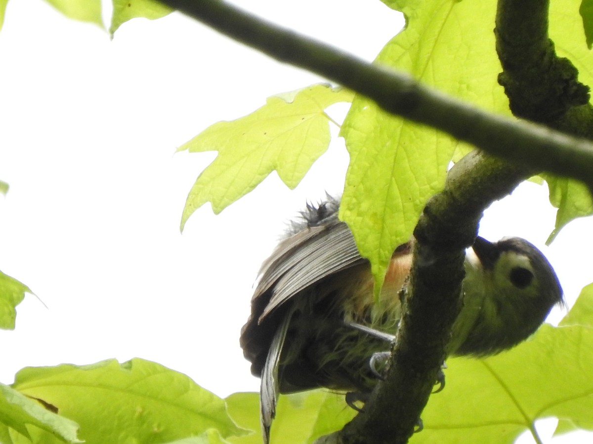 Tufted Titmouse - Ron Marek