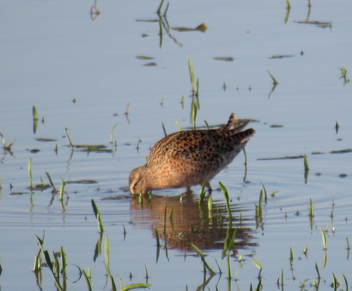 kortnebbekkasinsnipe - ML619503004