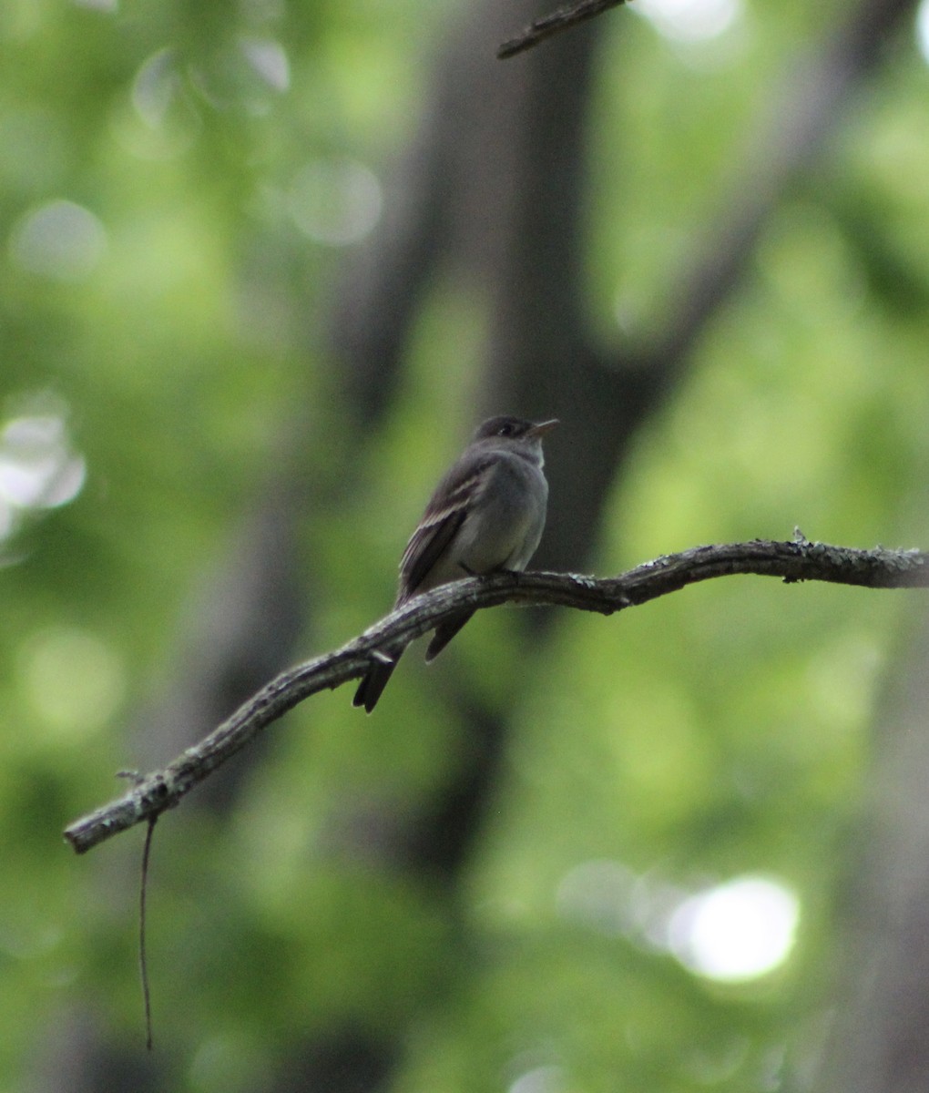 Eastern Wood-Pewee - Alex Felisberto