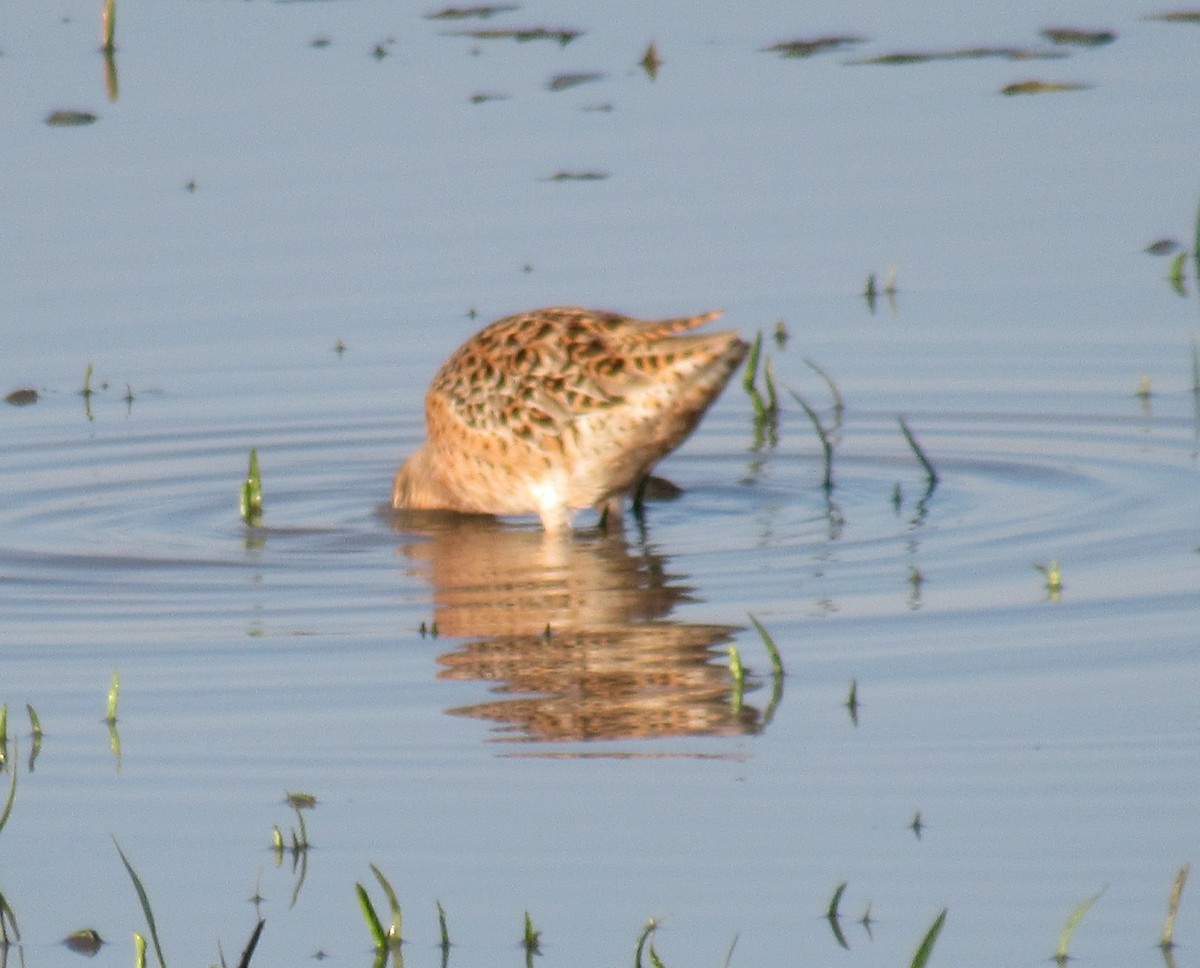 kortnebbekkasinsnipe - ML619503009