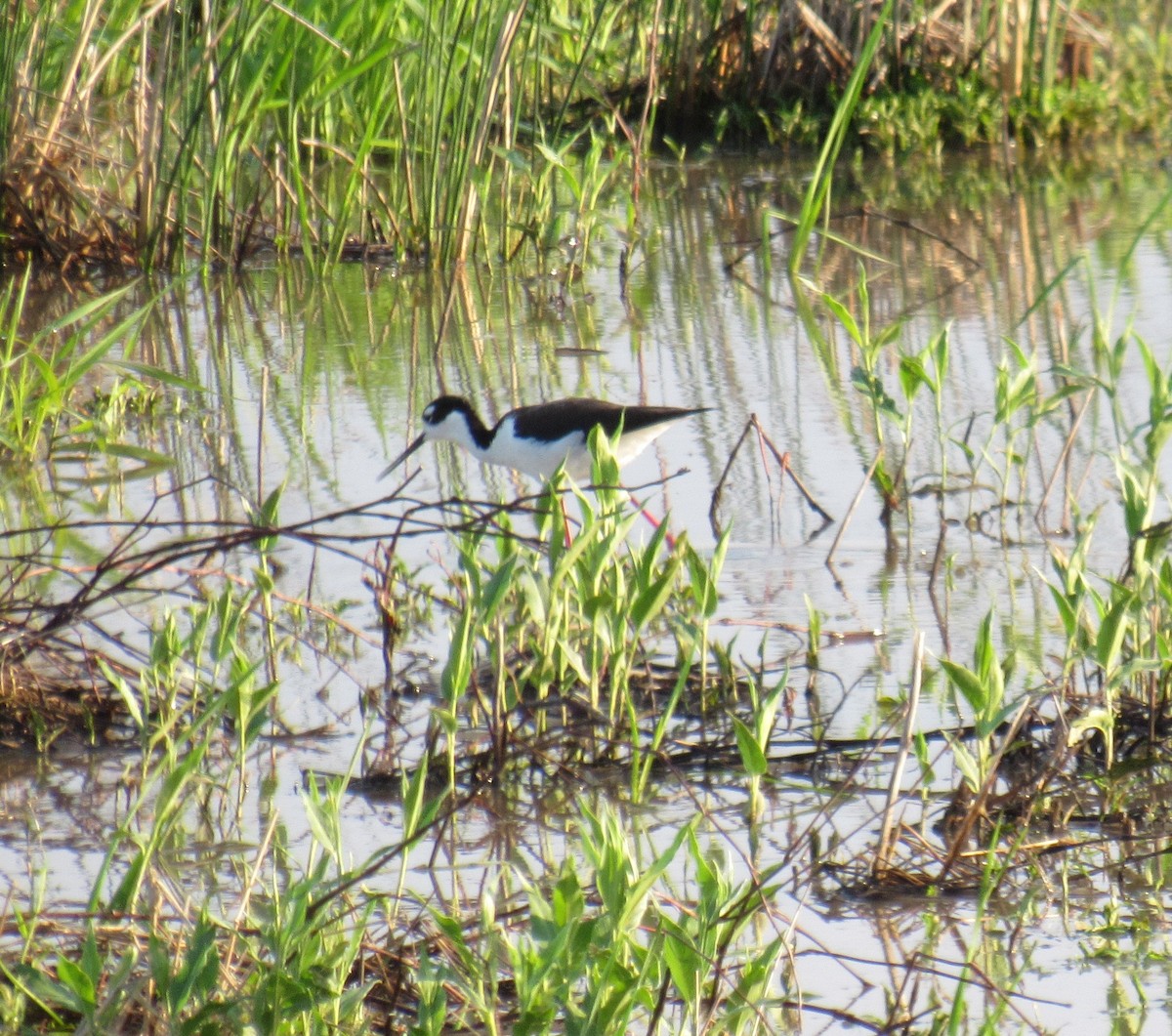 Black-necked Stilt - ML619503013