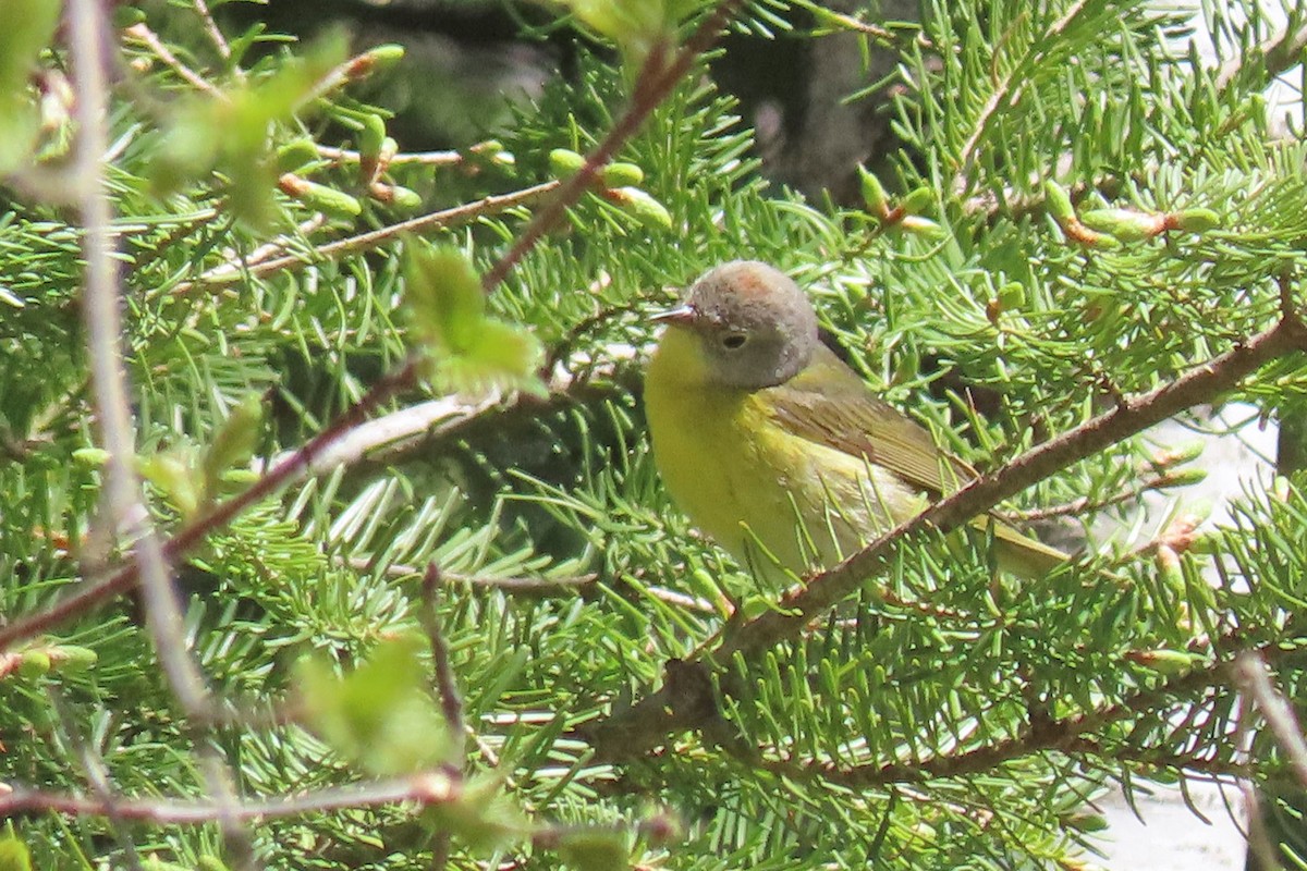 Nashville Warbler - John Zakelj