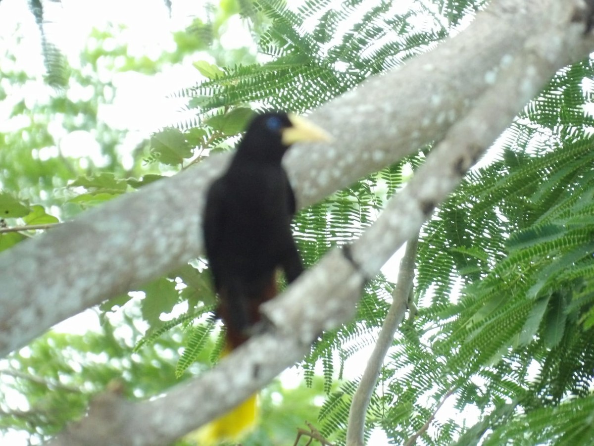 Crested Oropendola - Samantha Jean