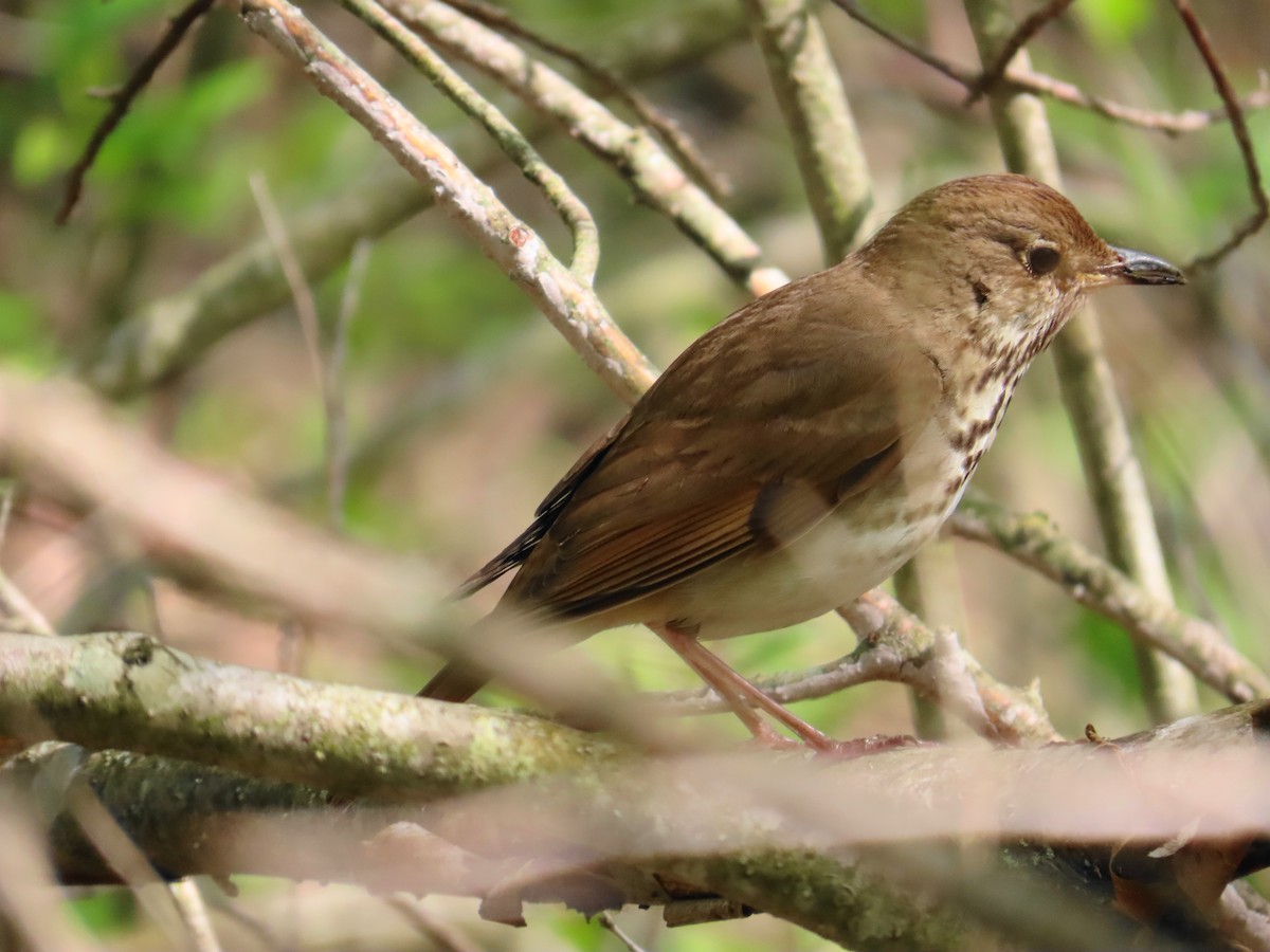 Hermit Thrush - Ernie LeBlanc