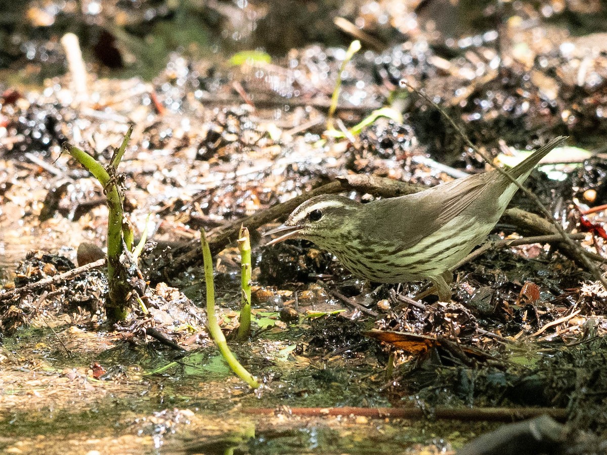 Northern Waterthrush - Rad Widmer