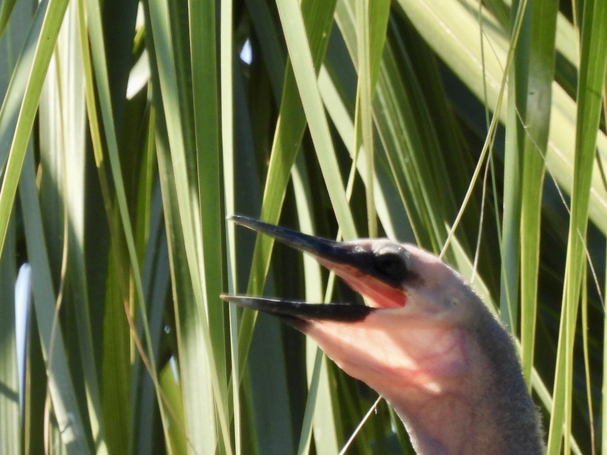 Anhinga - Laurie Miraglia