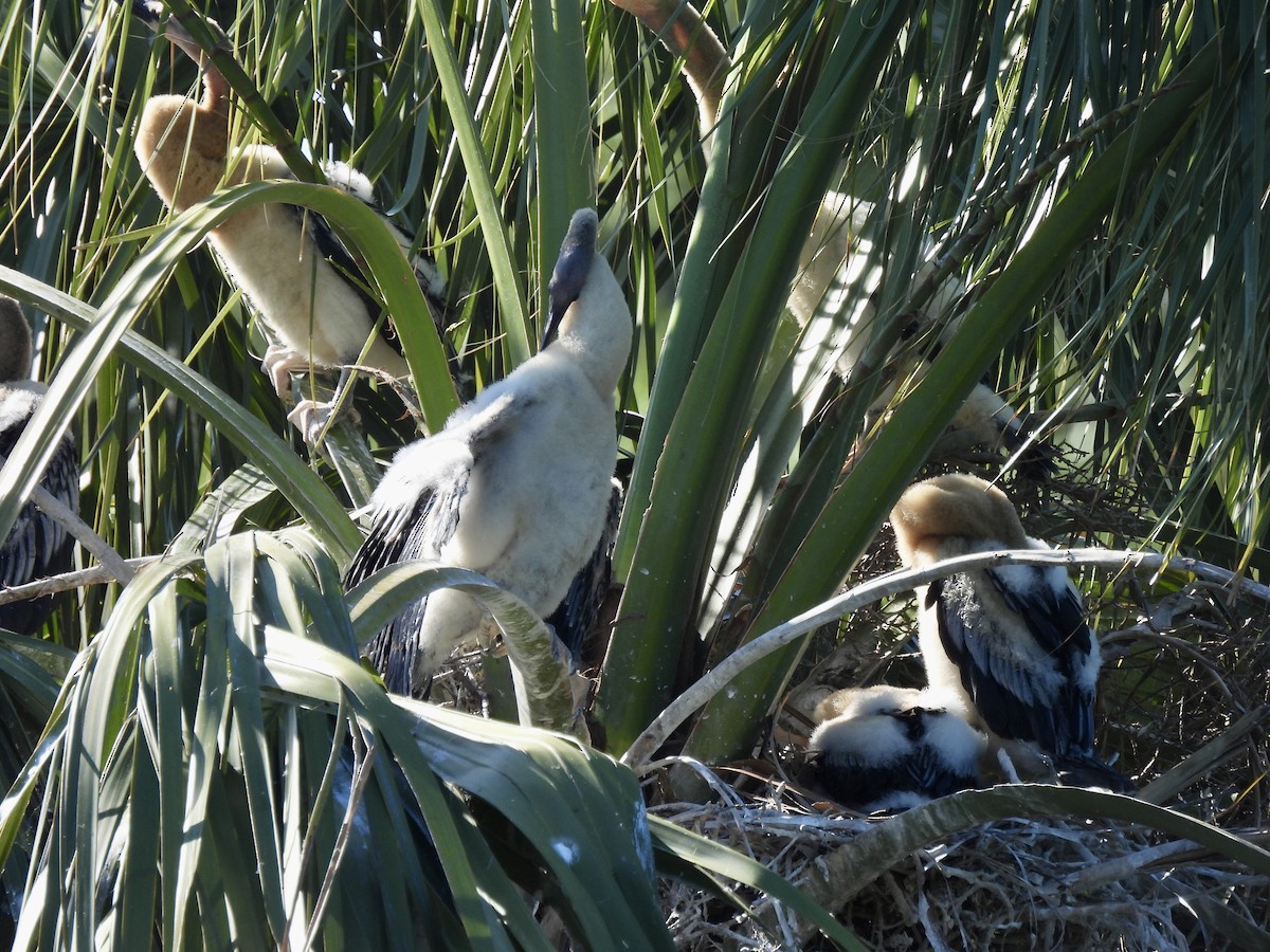 Anhinga - Laurie Miraglia