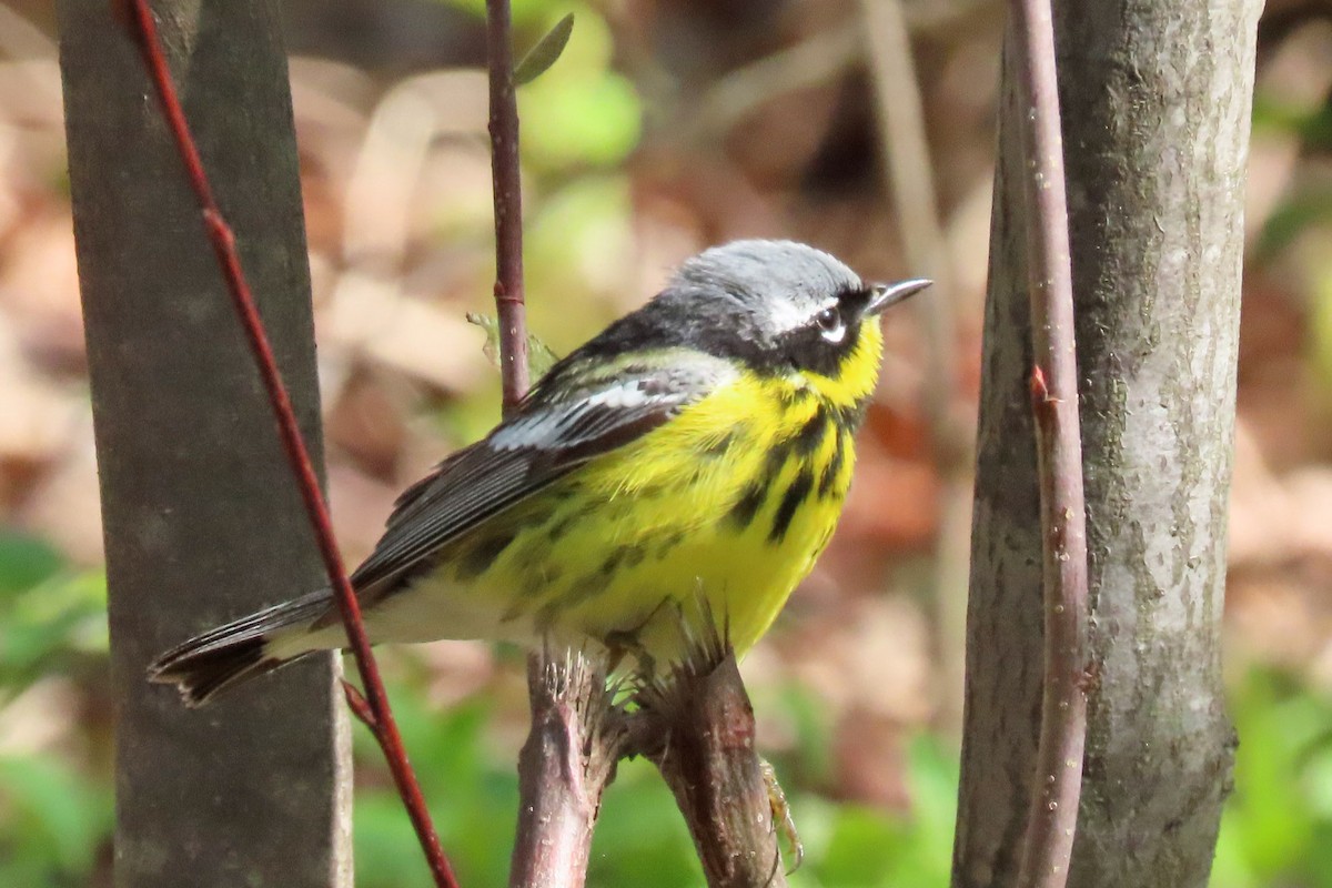 Magnolia Warbler - John Zakelj