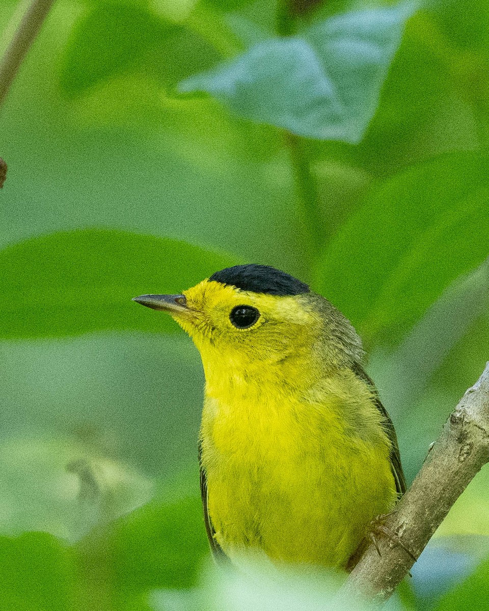 Wilson's Warbler - Rad Widmer