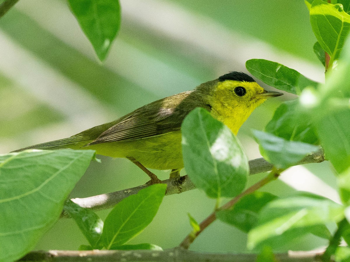 Wilson's Warbler - Rad Widmer