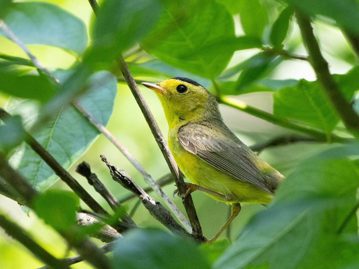 Wilson's Warbler - Rad Widmer