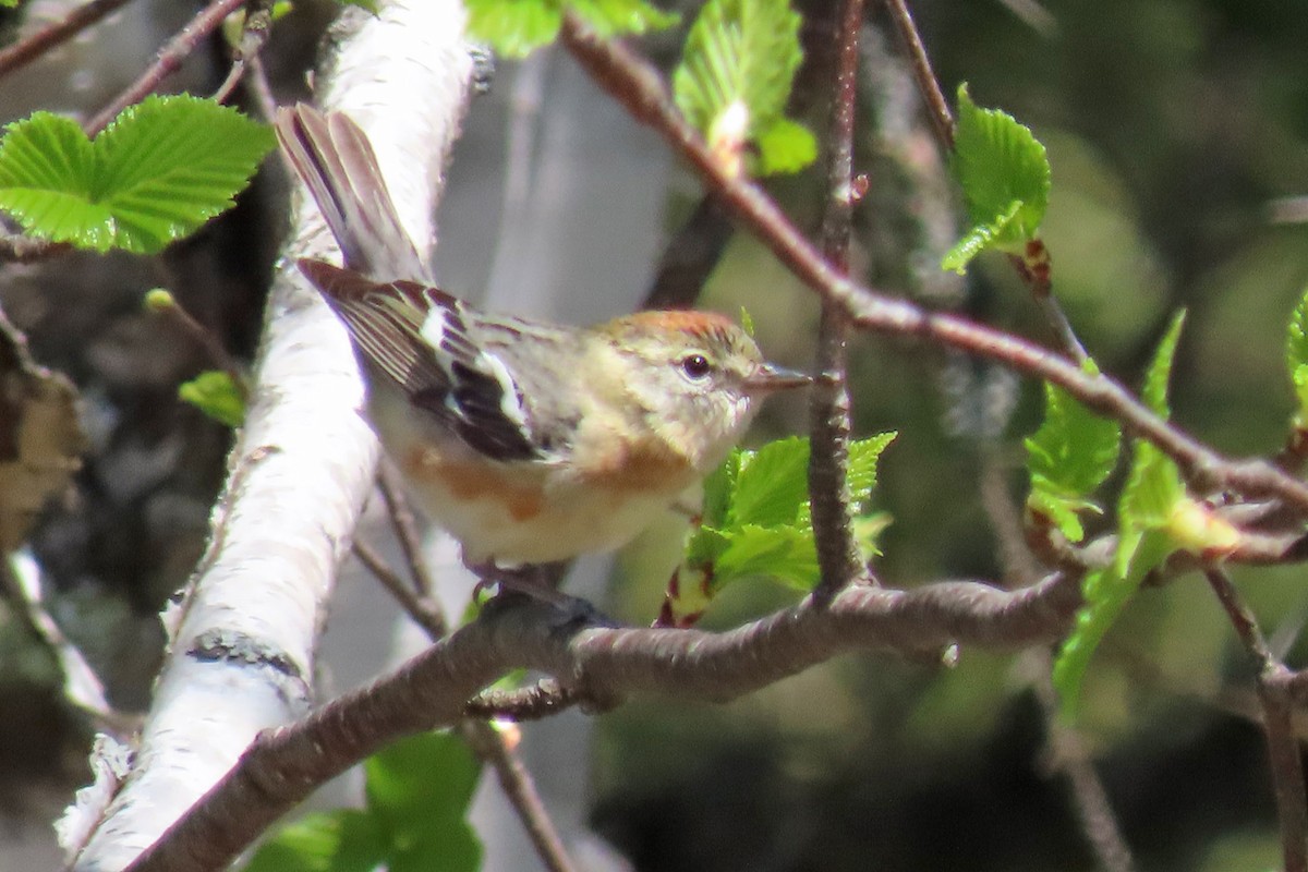 Bay-breasted Warbler - John Zakelj