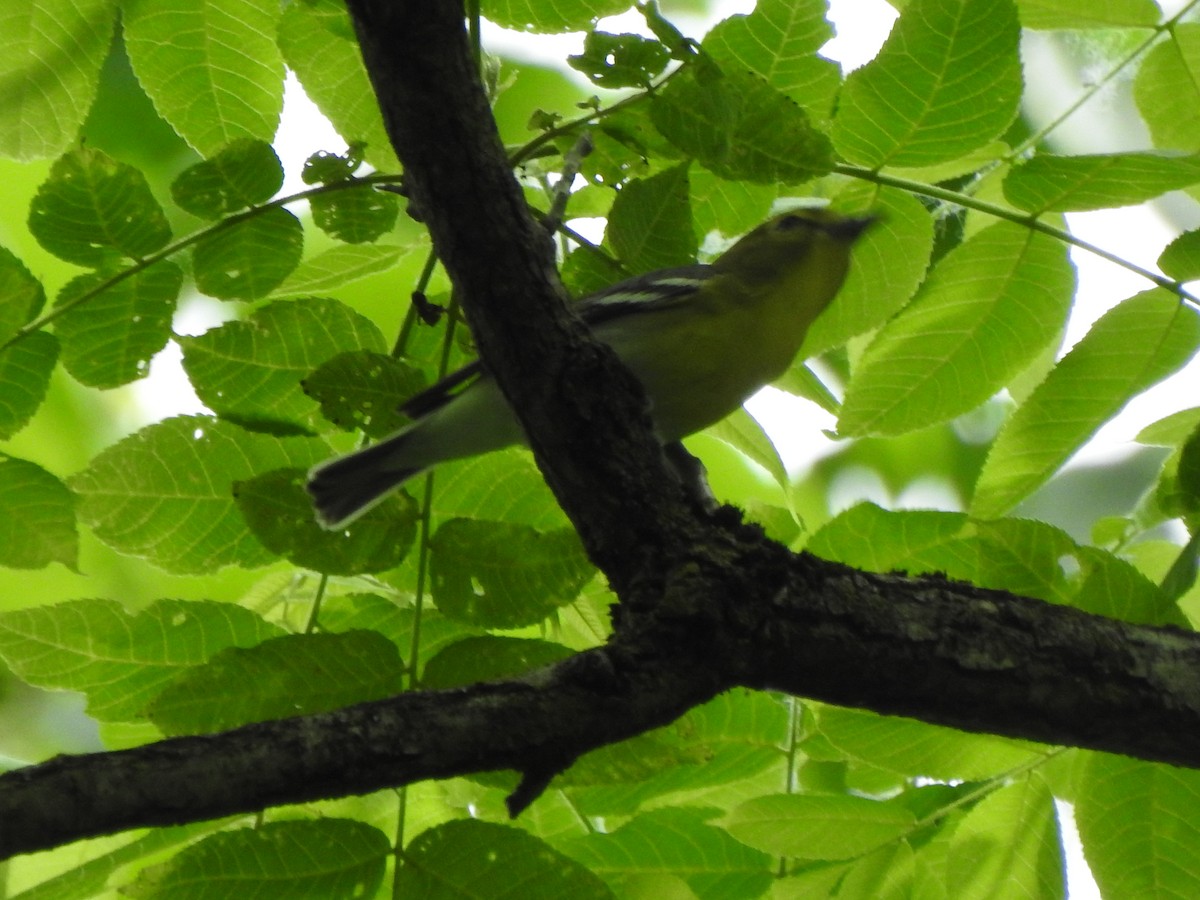 Yellow-throated Vireo - ML619503042