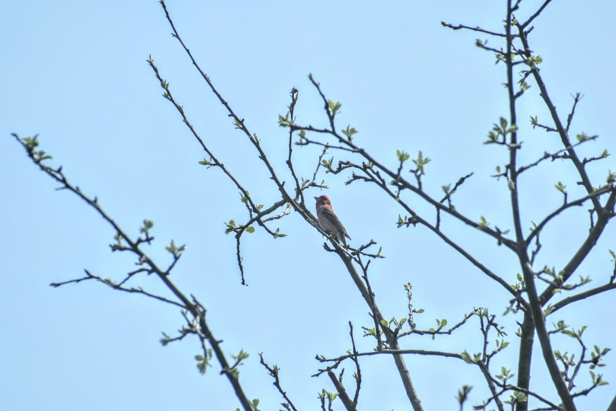 Purple Finch - Donna DeJong