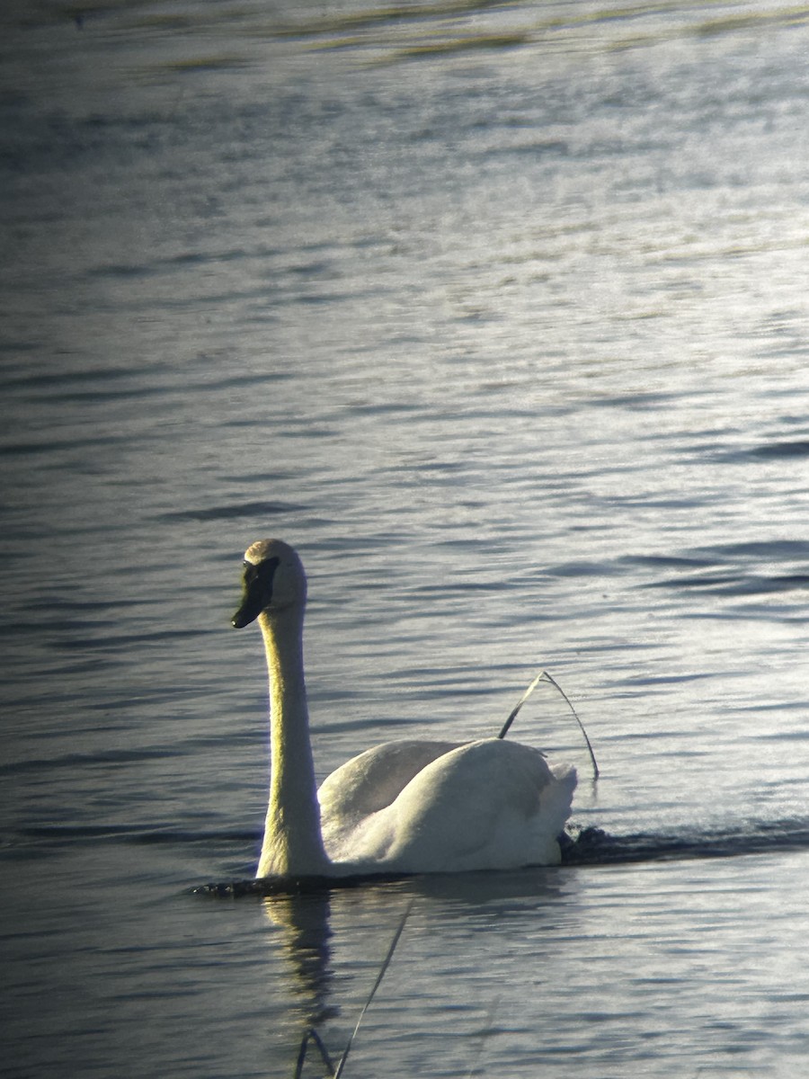 Trumpeter Swan - Stephen Giamberdino