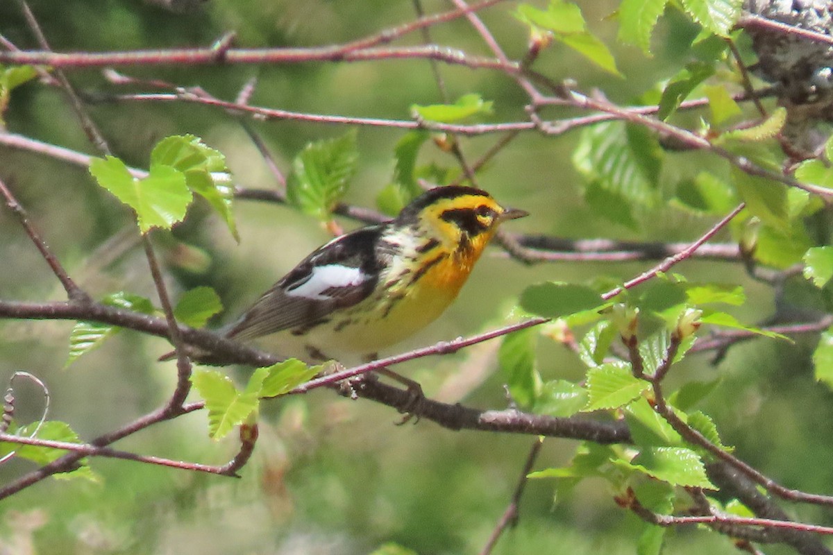 Blackburnian Warbler - John Zakelj