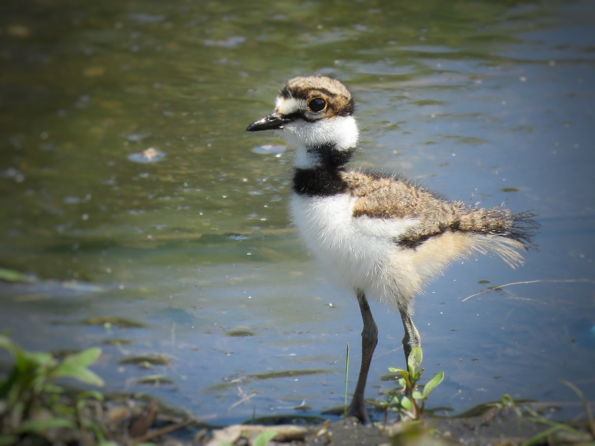 Killdeer - Maureen Burkle