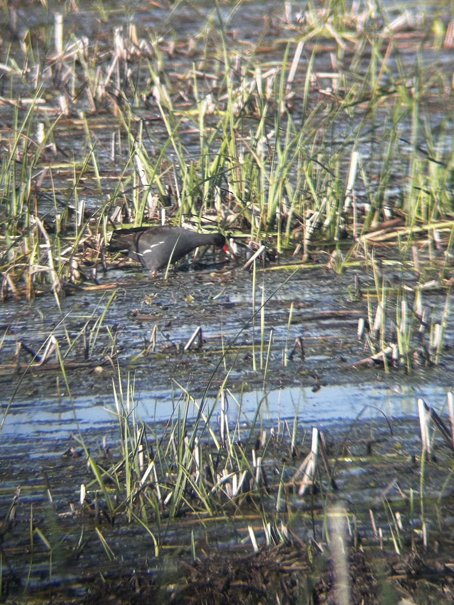 Common Gallinule - Stephen Giamberdino