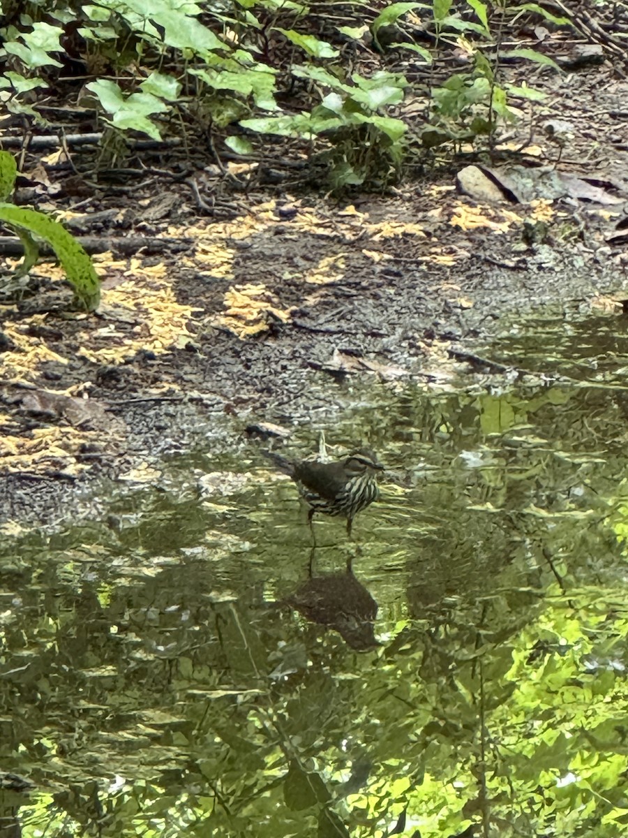 Northern Waterthrush - Christie Tashjian