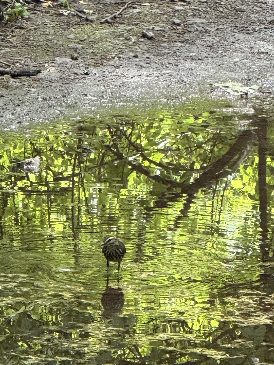 Northern Waterthrush - Christie Tashjian