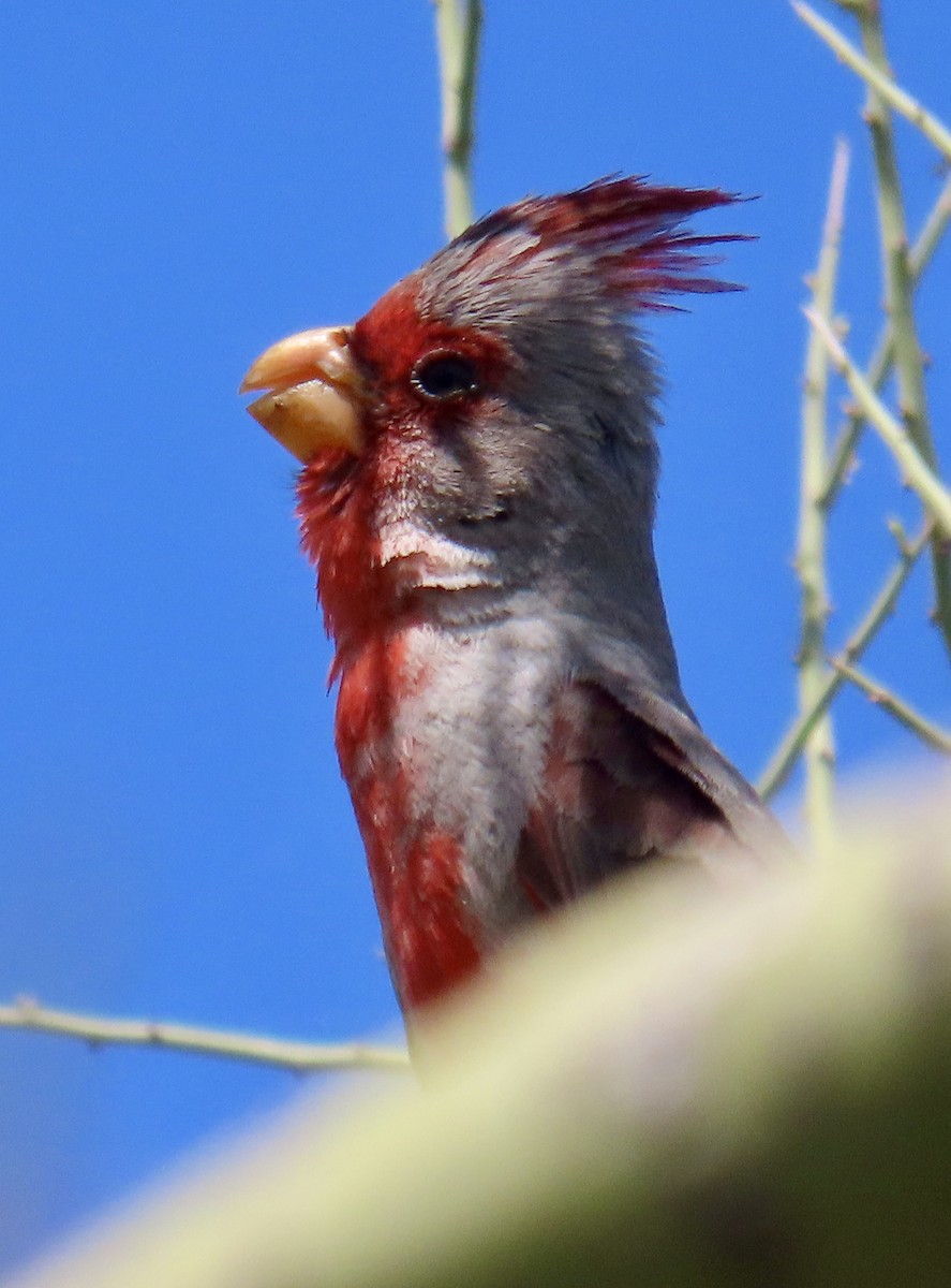 Pyrrhuloxia - Don Witter