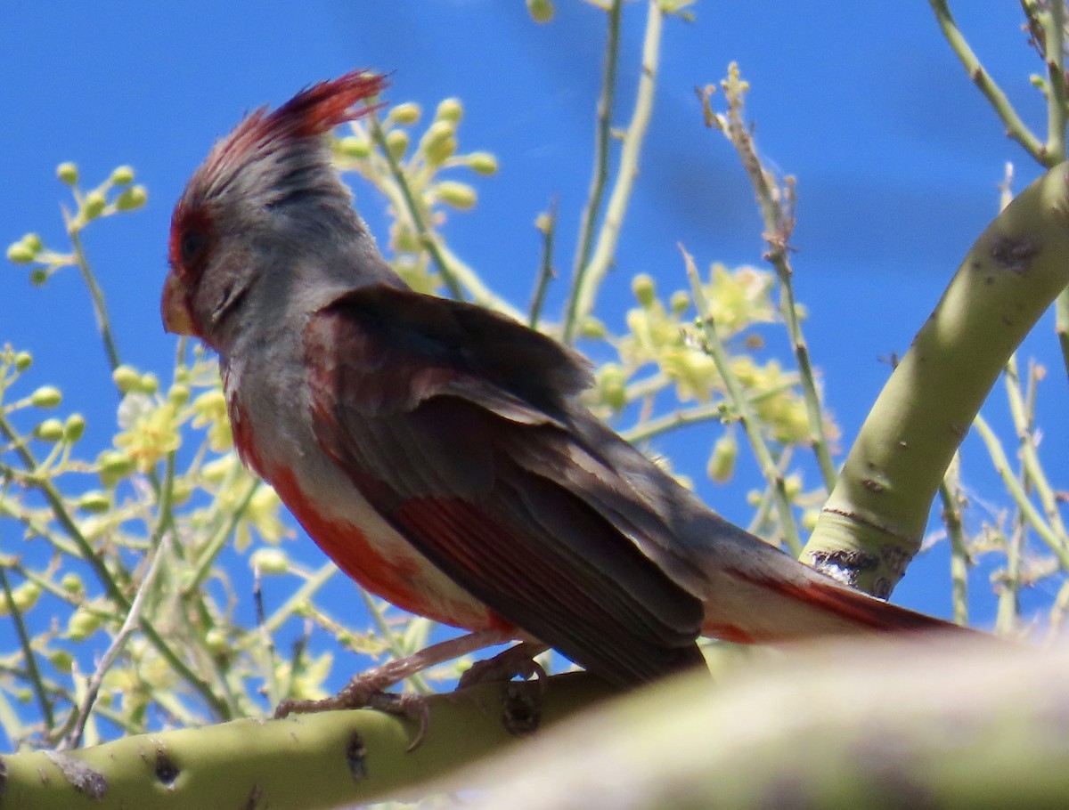 Pyrrhuloxia - Don Witter