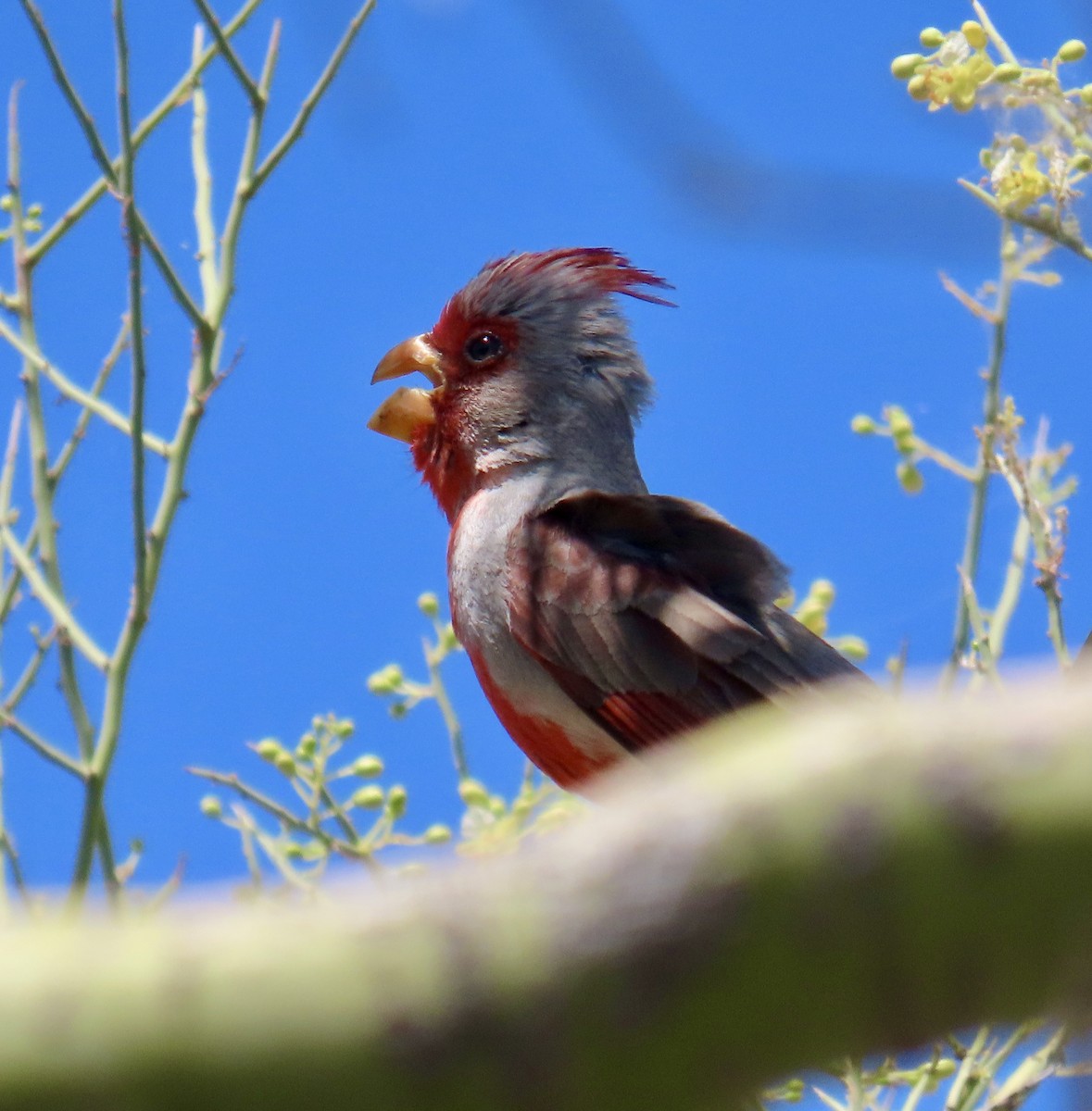 Pyrrhuloxia - Don Witter