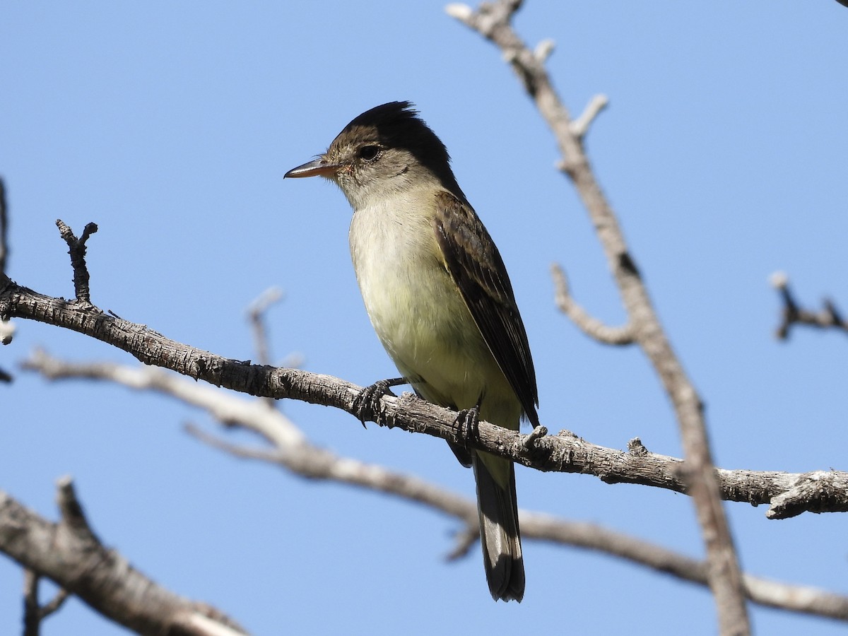 Willow Flycatcher - Steve Houston