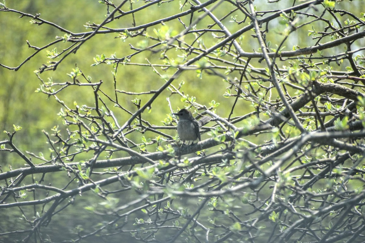 Gray Catbird - Donna DeJong