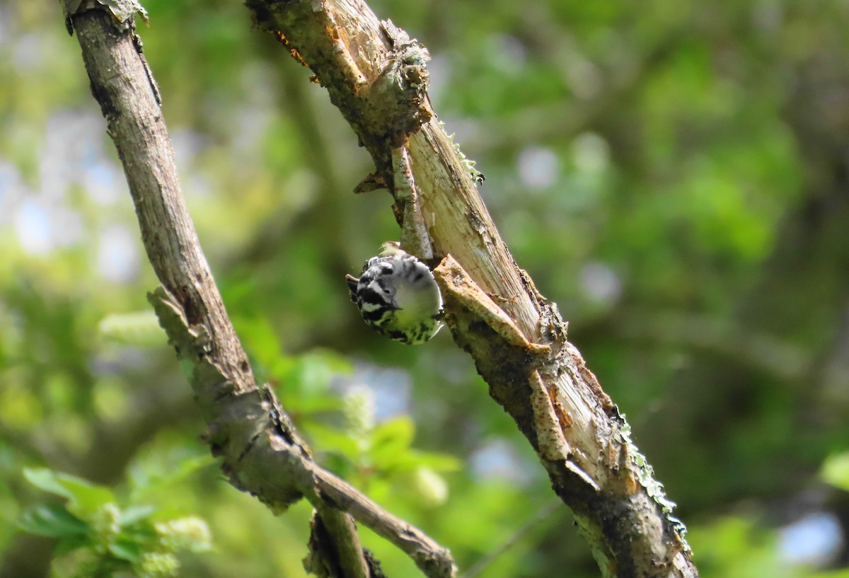 Black-and-white Warbler - Ernie LeBlanc