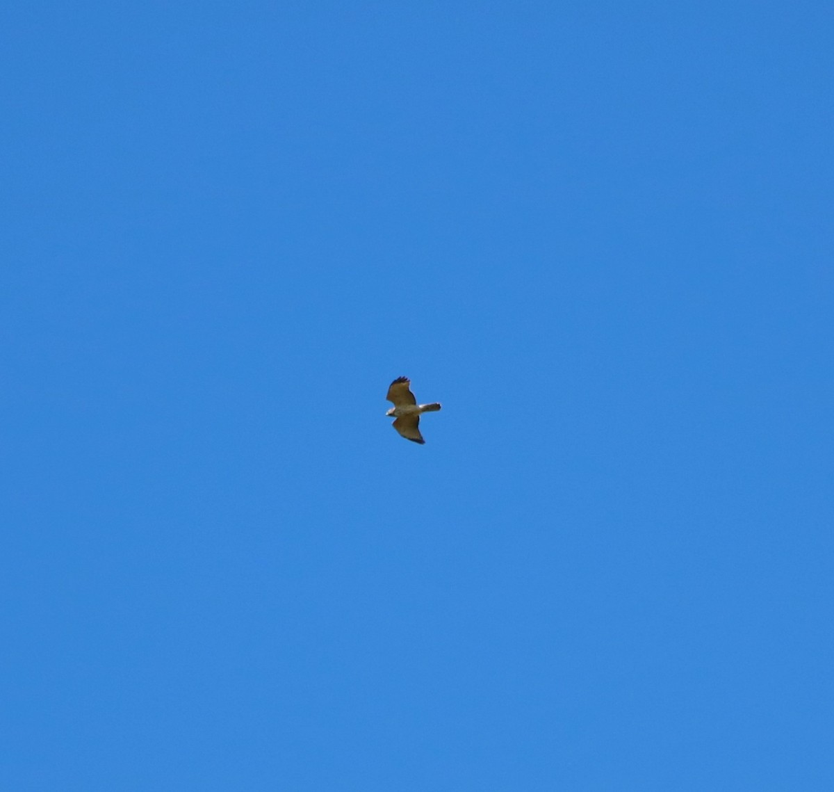 Swainson's Hawk - Lisa Maier