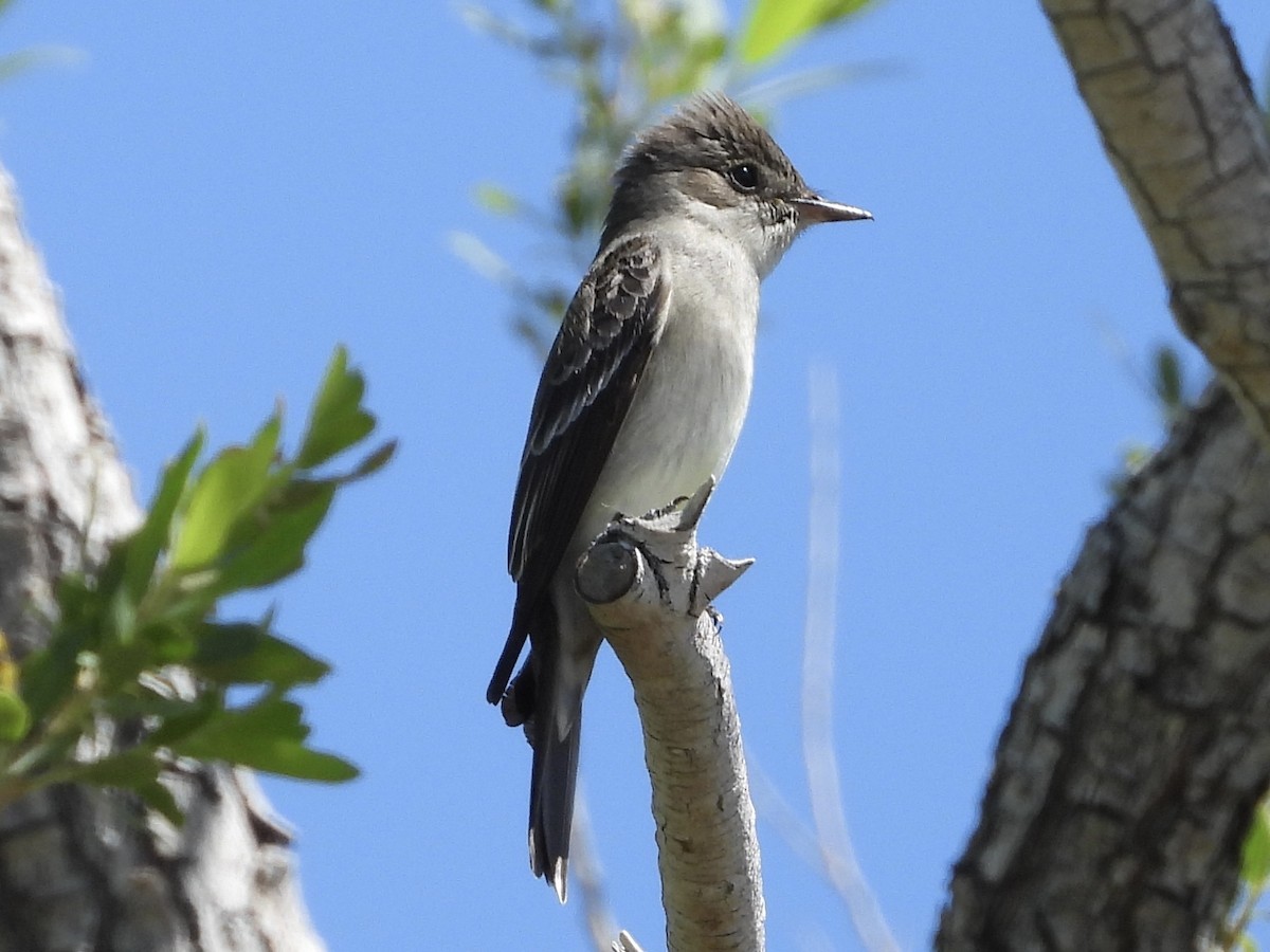 Western Wood-Pewee - Steve Houston