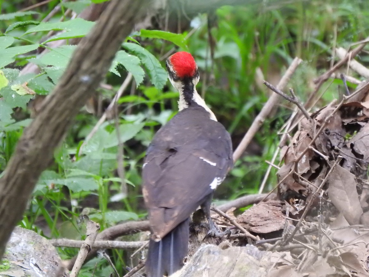 Pileated Woodpecker - ML619503081