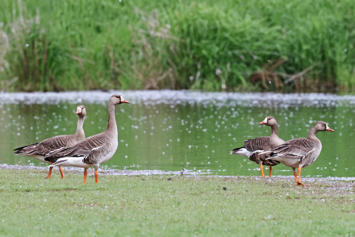 Greater White-fronted Goose - ML619503083