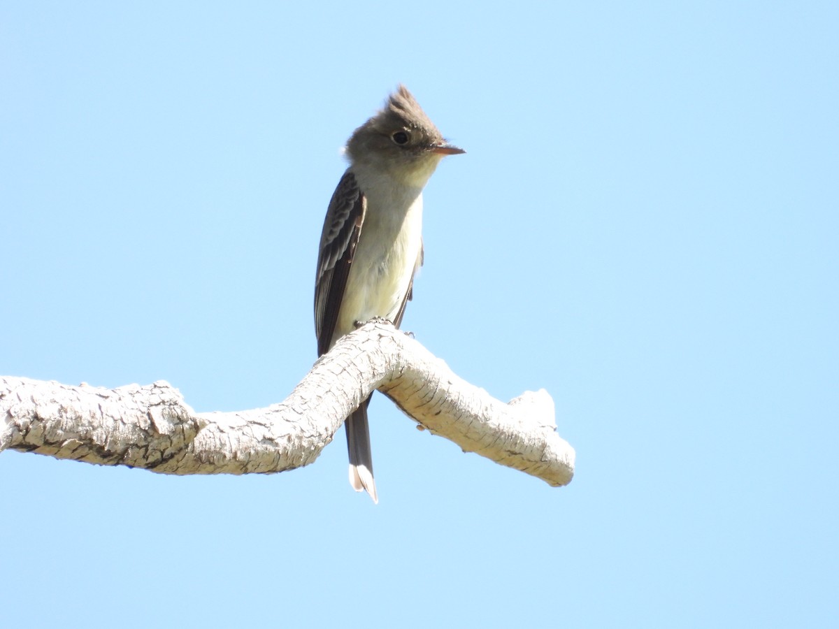 Western Wood-Pewee - Steve Houston