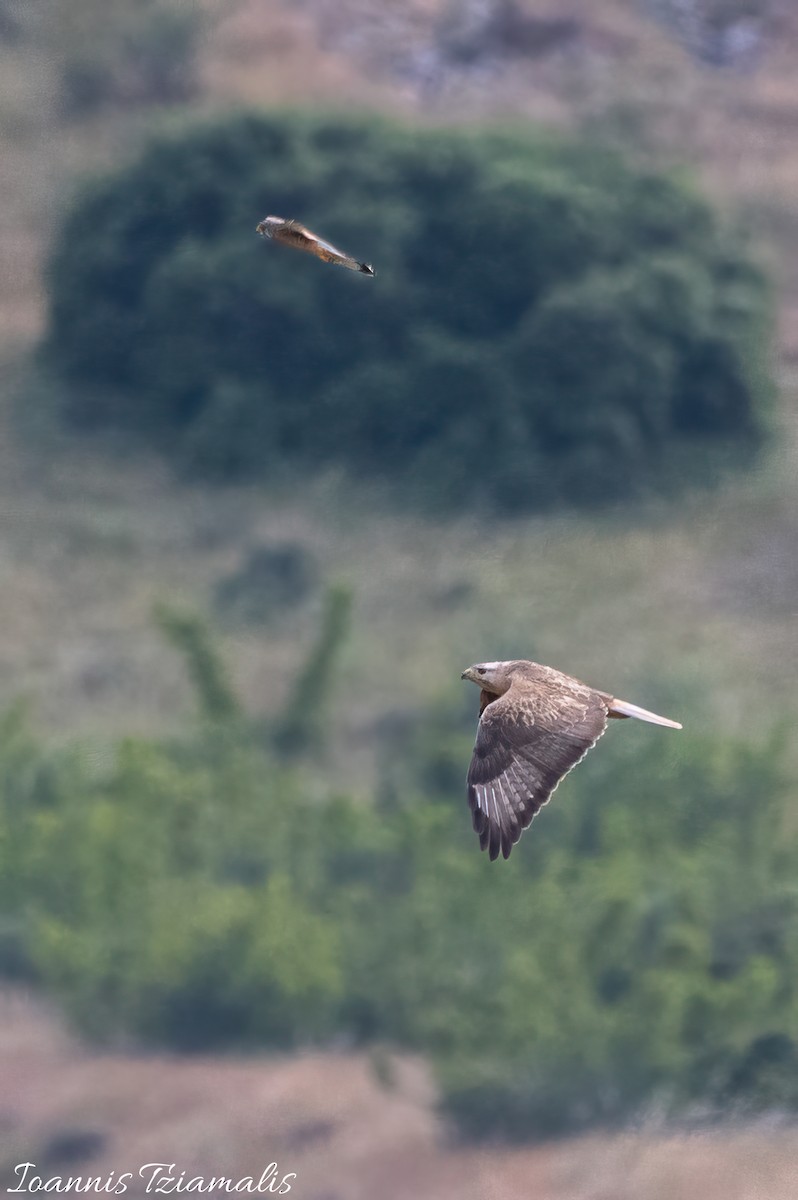 Long-legged Buzzard - Ioannis Tziamalis