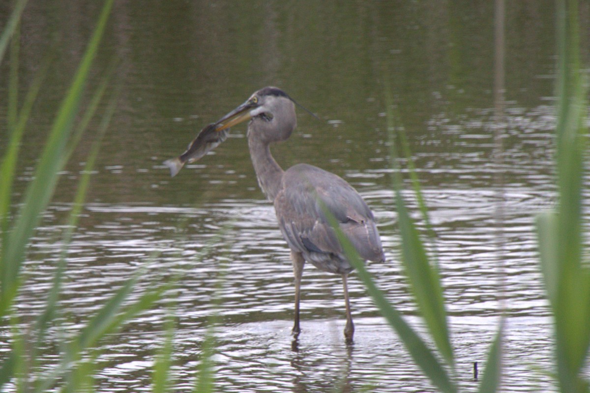 Garza Azulada - ML619503093