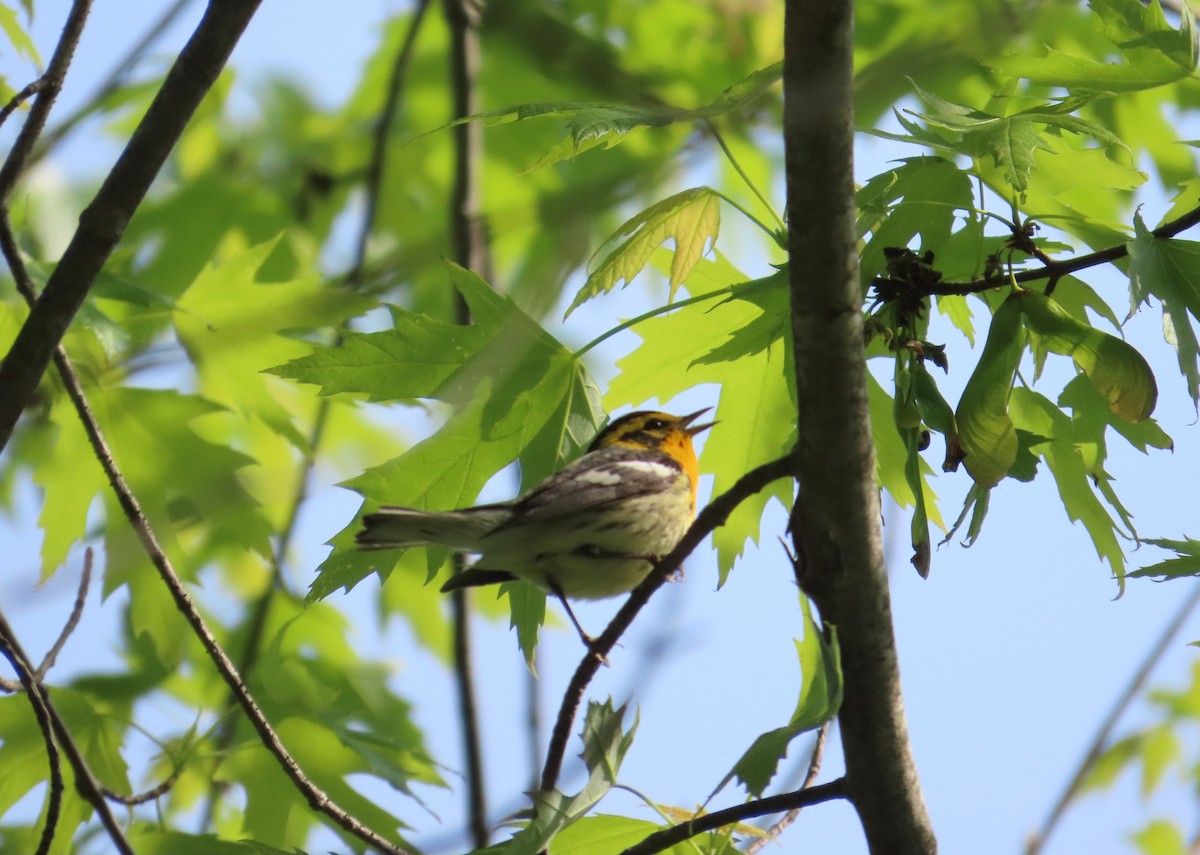 Blackburnian Warbler - Ernie LeBlanc