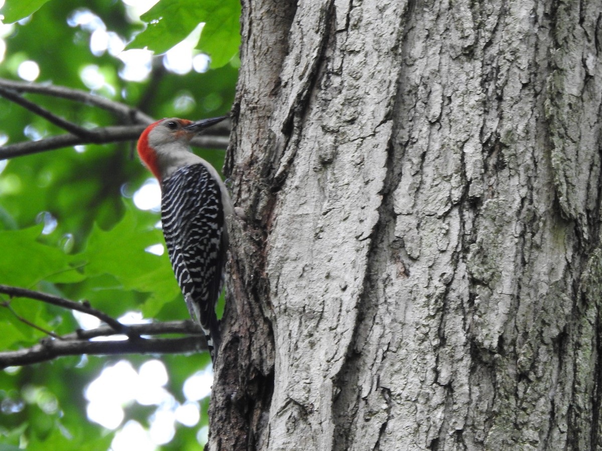 Red-bellied Woodpecker - Ron Marek