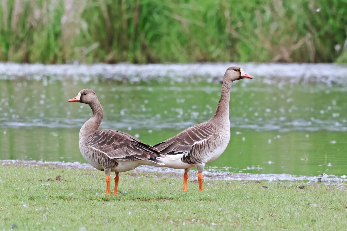 Greater White-fronted Goose - ML619503104
