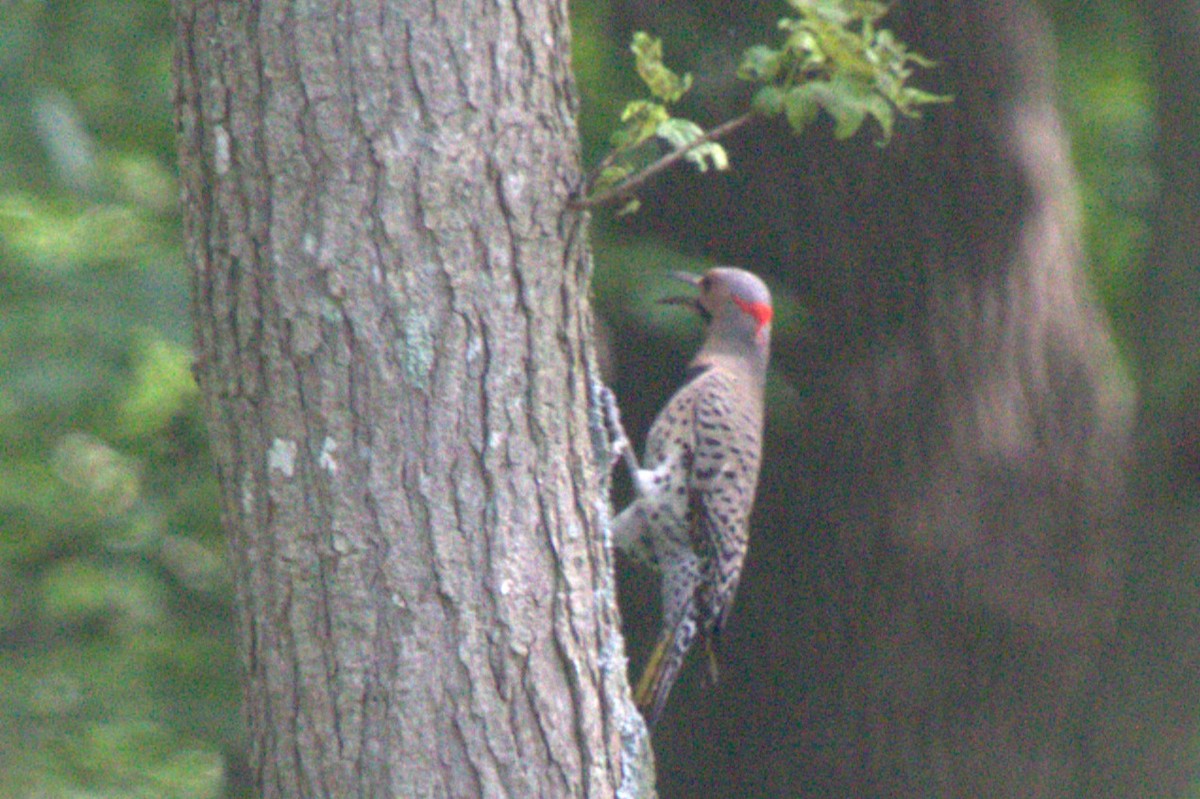 Northern Flicker - Mike Holthaus