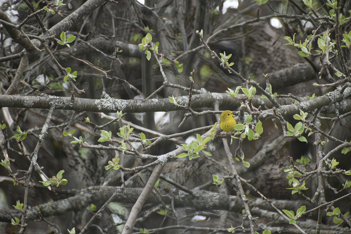 Yellow Warbler - Donna DeJong