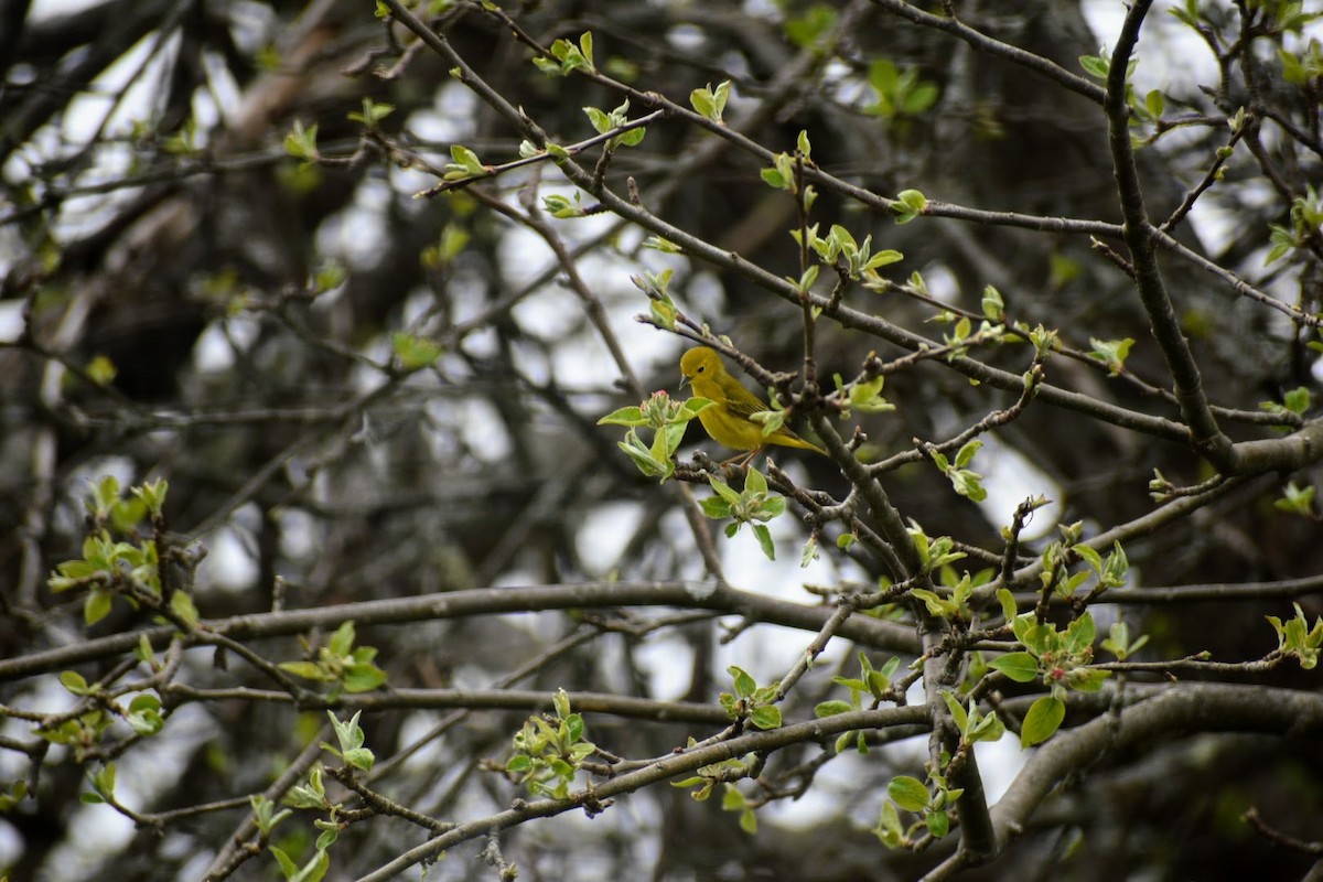 Yellow Warbler - Donna DeJong