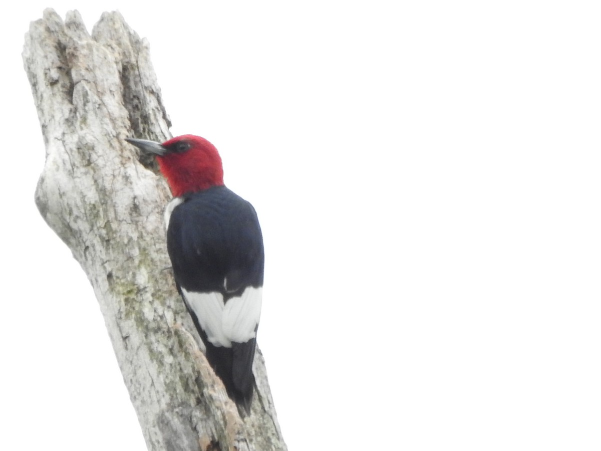 Red-headed Woodpecker - Ron Marek