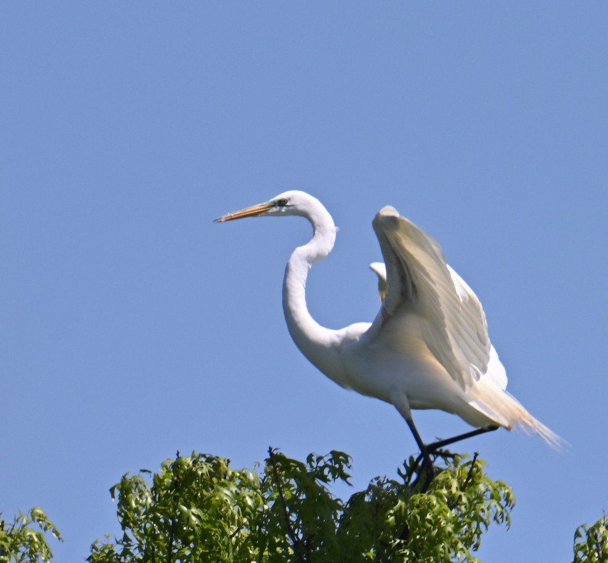 Great Egret - John Winegarden