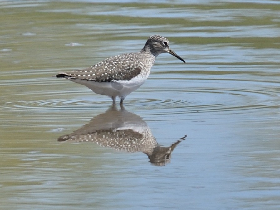 Greater Yellowlegs - Colin Fisher