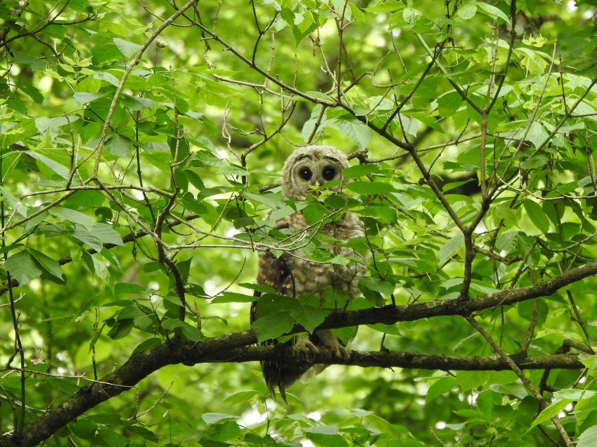 Barred Owl - ML619503124