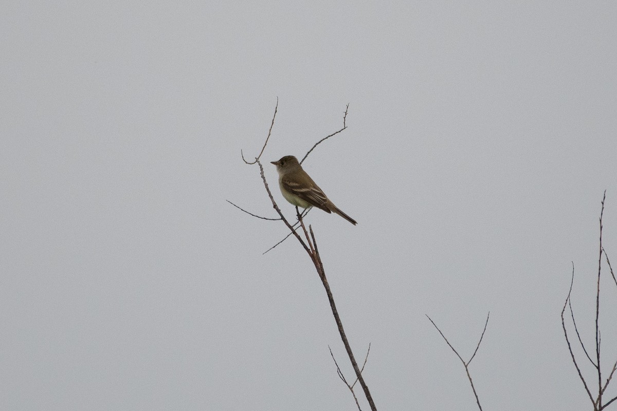 Willow Flycatcher - Joseph Phipps