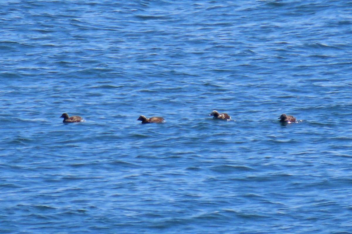 Long-tailed Duck - John Zakelj