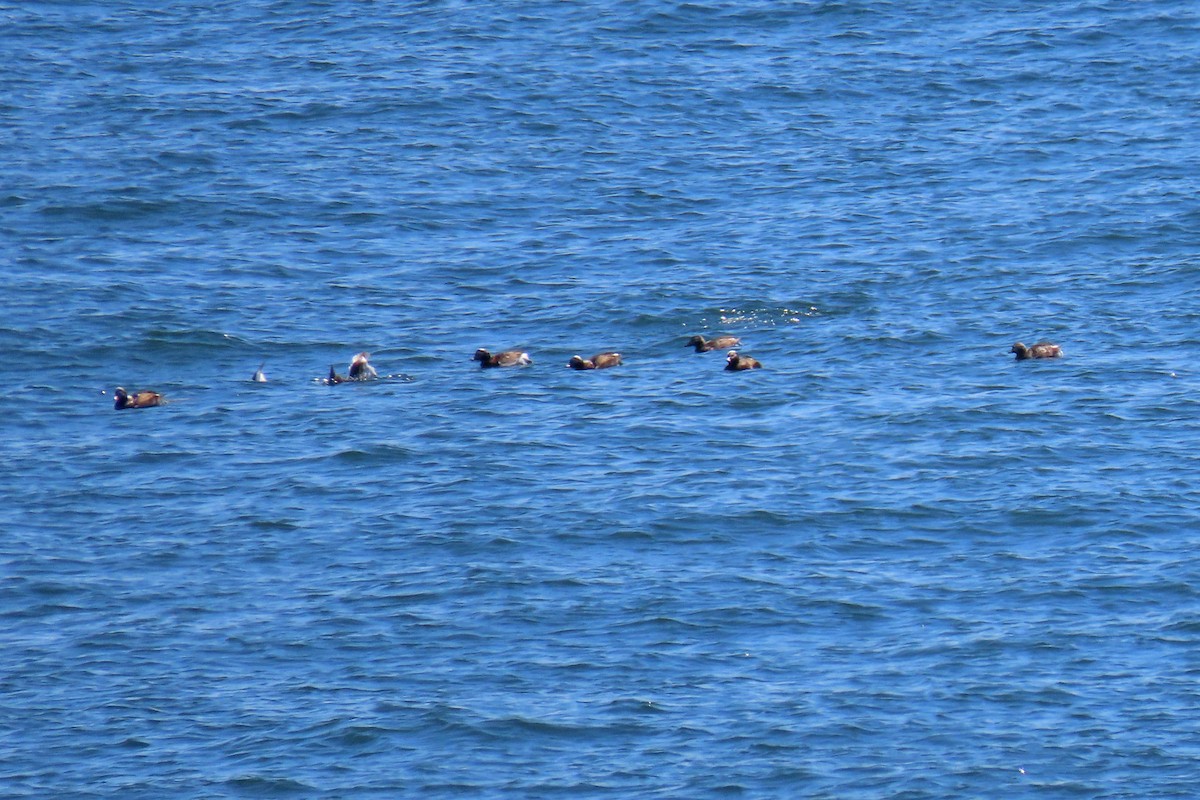 Long-tailed Duck - John Zakelj